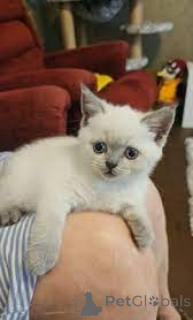 Zdjęcie №3. Scottish Straight-Kätzchen zu verkaufen. Austria