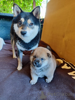 Zdjęcie №3. Szczeniak rasy Shiba Inu zaszczepiony dokumentami RKF. Federacja Rosyjska