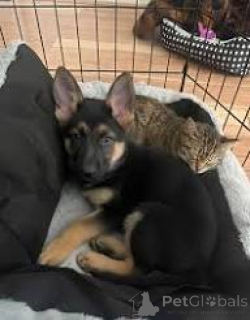 Zdjęcie №1. owczarek niemiecki - na sprzedaż w Flensburg | 5214zł | Zapowiedź №167597