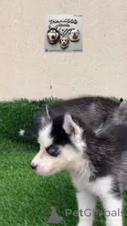 Zdjęcie №2 do zapowiedźy № 165994 na sprzedaż  husky syberyjski - wkupić się Hiszpania prywatne ogłoszenie, hodowca