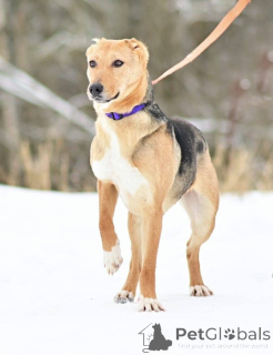 Zdjęcie №3. Miły, czuły, wesoły piesek Laska szuka domu!. Federacja Rosyjska