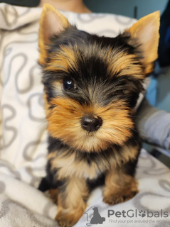 Zdjęcie №4. Sprzedam yorkshire terrier w Zrenjanin. hodowca - cena - negocjowane