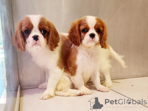 Zdjęcie №2 do zapowiedźy № 162235 na sprzedaż  cavalier king charles spaniel - wkupić się Słowenia 