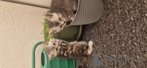 Zdjęcie №3. Милые британскиhr. Niemcy