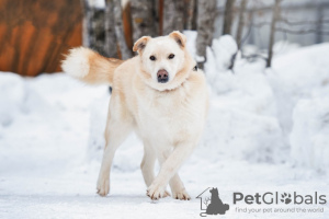 Zdjęcie №1. pies nierasowy - na sprzedaż w Москва | Bezpłatny | Zapowiedź №49545