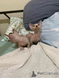 Zdjęcie №2 do zapowiedźy № 138914 na sprzedaż  bambino - wkupić się Niemcy prywatne ogłoszenie, hodowca