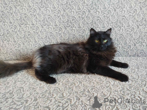 Zdjęcie №3. Luksusowe jodły. Białoruś