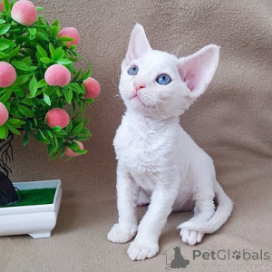 Zdjęcie №1. devon rex - na sprzedaż w Berlin | 1159zł | Zapowiedź № 155493