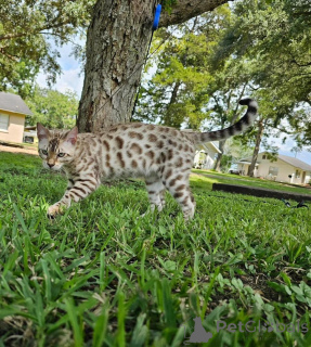 Zdjęcie №1. kot bengalski - na sprzedaż w Skövde | 3588zł | Zapowiedź № 153251