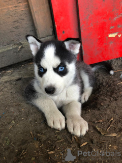 Zdjęcie №3. Sprzedam zaszczepione szczenięta Siberian Husky z rodowodem. Niemcy