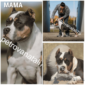Zdjęcie №4. Sprzedam american bully w Krasnodar. hodowca - cena - negocjowane