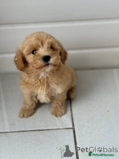 Zdjęcie №1. pudel (zabawka) - na sprzedaż w Berlin | 2631zł | Zapowiedź №167627