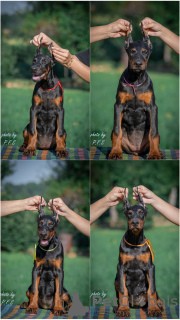 Zdjęcie №1. doberman - na sprzedaż w Loznica | negocjowane | Zapowiedź №112796