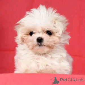 Zdjęcie №3. Malteserwelpen zur adopcja Verfügbar. Niemcy