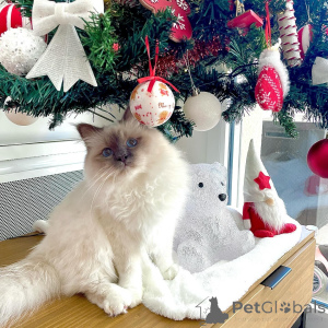 Zdjęcie №1. kot birmański - na sprzedaż w Alavus | 2549zł | Zapowiedź № 164593