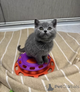 Zdjęcie №1. kot brytyjski krótkowłosy - na sprzedaż w Barsel | negocjowane | Zapowiedź № 156360