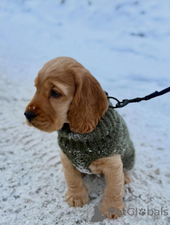 Zdjęcie №3. Szczenięta cocker spaniela angielskiego sprawdzone przez weterynarza i zdrowe. Niemcy