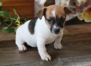 Zdjęcie №1. jack russell terrier - na sprzedaż w Jindrichuv Hradec | negocjowane | Zapowiedź №96503