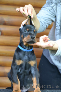 Zdjęcie №3. Doberman szczenięta na sprzedaż. Serbia