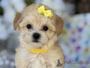 Zdjęcie №1. maltipu - na sprzedaż w Thuringenhausen | 4305zł | Zapowiedź №150190