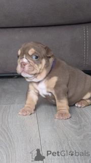 Zdjęcie №3. Acești frumoși pui de Bulldog Englez. Rumunia