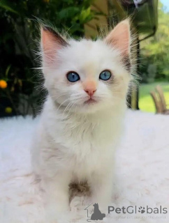 Zdjęcie №4. Sprzedam ragdoll w Ren-Palatz. prywatne ogłoszenie - cena - 2774zł