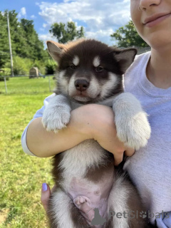 Zdjęcie №1. alaskan malamute - na sprzedaż w Amityville | 3105zł | Zapowiedź №176230