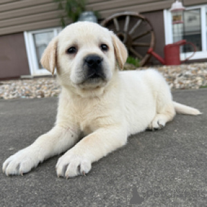 Zdjęcie №3. Labrador retriever, suczka, 5 tygodni. Gotowy do 28 marca. Niemcy