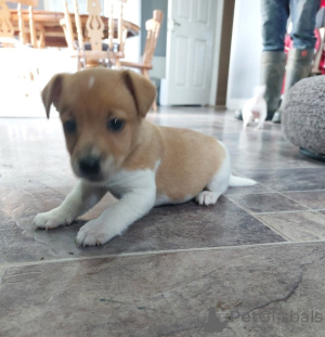 Zdjęcie №4. Sprzedam jack russell terrier w Boğazköy. prywatne ogłoszenie - cena - Bezpłatny