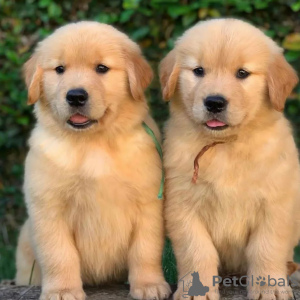 Zdjęcie №1. golden retriever - na sprzedaż w Graz | negocjowane | Zapowiedź №53360