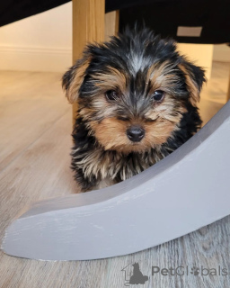 Zdjęcie №4. Sprzedam yorkshire terrier w Arizona City. hodowca - cena - 3522zł
