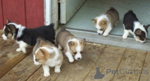 Zdjęcie №1. welsh corgi - na sprzedaż w Berlin | negocjowane | Zapowiedź №156786