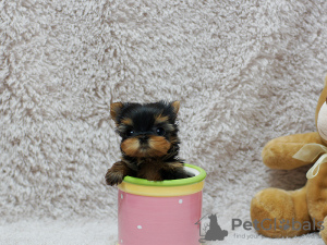 Zdjęcie №1. yorkshire terrier - na sprzedaż w Berlin | 1256zł | Zapowiedź №101328