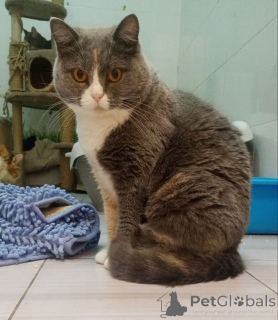 Zdjęcie №1. scottish straight - na sprzedaż w Balashikha | Bezpłatny | Zapowiedź № 155967