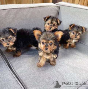 Zdjęcie №1. yorkshire terrier biewer - na sprzedaż w Berlin | 1465zł | Zapowiedź №123516