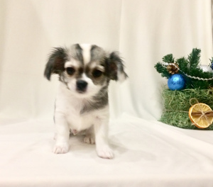 Dodatkowe zdjęcia: Chłopiec Chihuahua, genetyka kolorów, dokumenty RKF
