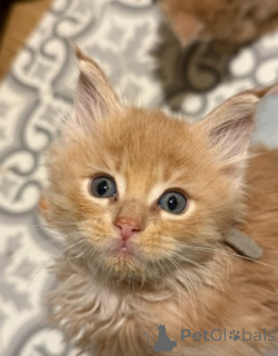 Zdjęcie №4. Sprzedam maine coon w Monachium. hodowca - cena - 4171zł