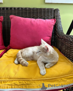 Zdjęcie №2 do zapowiedźy № 150630 na sprzedaż  kot domowy - wkupić się Niemcy 