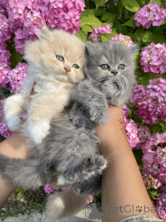 Zdjęcie №2 do zapowiedźy № 161291 na sprzedaż  maine coon - wkupić się Niemcy hodowca