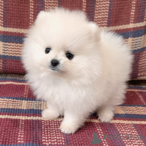 Zdjęcie №3. Pomeranian Spitz Mini szczenięta. Niemcy