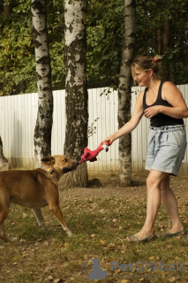 Zdjęcie №4. Sprzedam pies nierasowy w Москва. prywatne ogłoszenie - cena - Bezpłatny