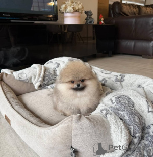 Zdjęcie №3. Piękne szczenięte rasy szpic miniaturowy (Pomeranian) umieszczone w domach na. Polska