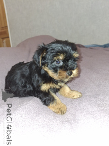 Zdjęcie №3. Urocze szczenięta Yorkshire Terrier. Estonia