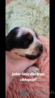 Zdjęcie №3. Szczeniaki Cocker spaniel angielski. Polska