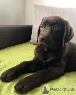 Zdjęcie №1. labrador retriever - na sprzedaż w Belgrad | negocjowane | Zapowiedź №168723