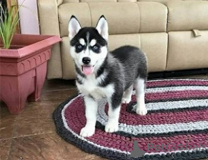 Zdjęcie №2 do zapowiedźy № 148782 na sprzedaż  husky syberyjski - wkupić się USA ze schronu, hodowca