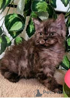 Zdjęcie №3. Selkirk Rex-Kätzchen zu verkaufen. Austria