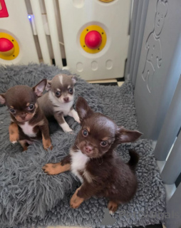 Zdjęcie №1. chihuahua (rasa psów) - na sprzedaż w Butzbach | 2153zł | Zapowiedź №171441