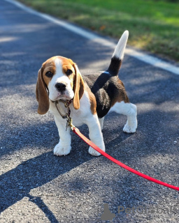 Dodatkowe zdjęcia: sprzedam piękne szczenięta rasy beagle.