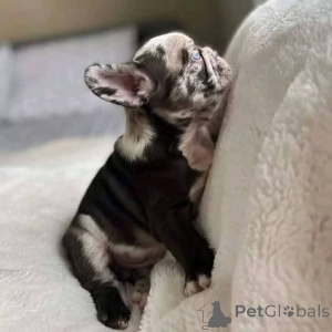 Zdjęcie №3. Buldog francuski o oszałamiających, krystalicznie niebieskich oczach i tak,. Włochy